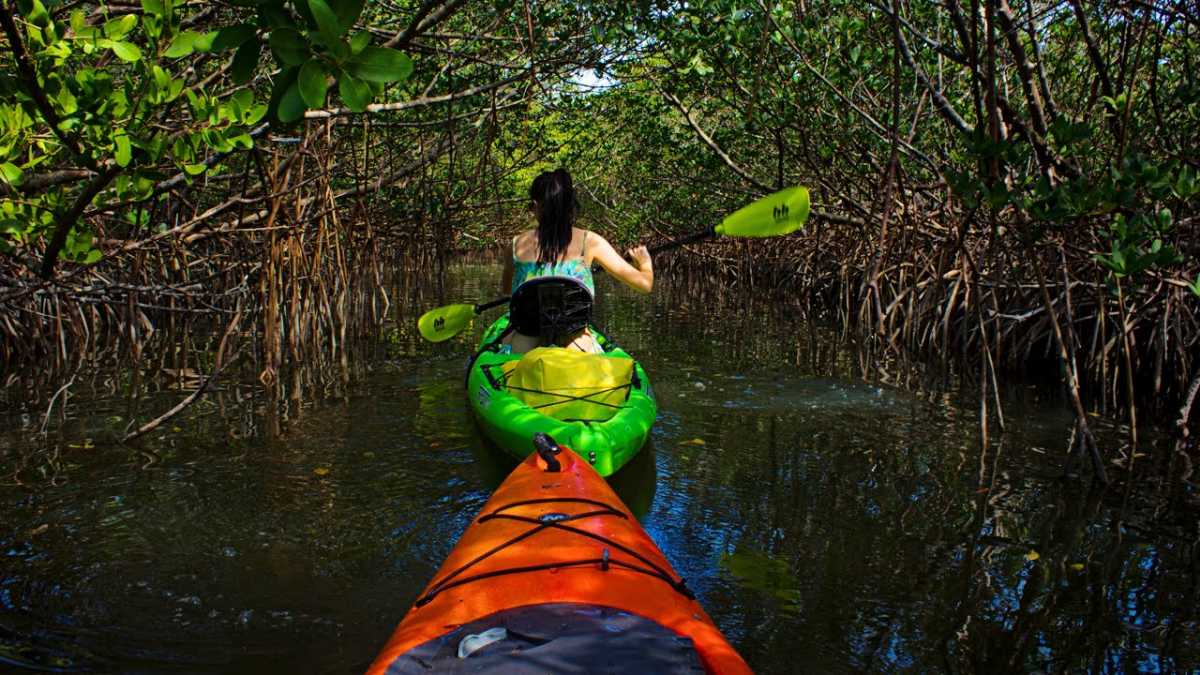 Mangrove Kayaking at Mayabunder 